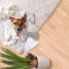 offre-alarme-video-telesurveillance-2018-1-193070